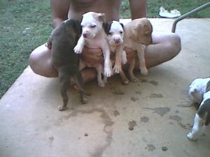 ADBARegisteredPitBullPups